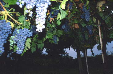 Bardolino-Trauben