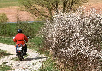 Bltenpracht im Frhling
