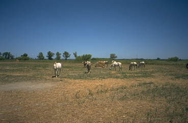 Pferde in der Camargue