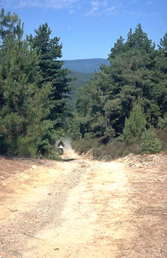 Forstweg in den Cevennen