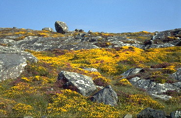 Bltenmeer auf kargem Fels