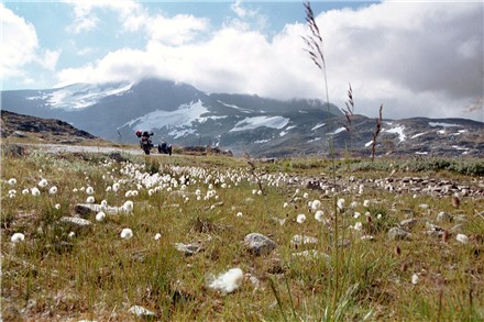 Wollgras auf dem Sognefjell