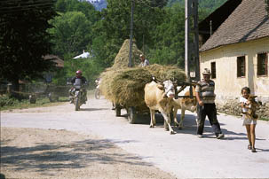 Ochsengespann in Teregova