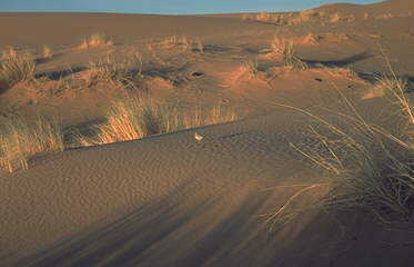 Erg Chebbi
