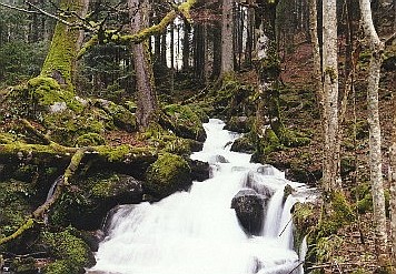 Wildromantischer Bach